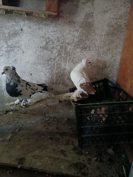 Uriasi maghiari pereche+pui 100 lei