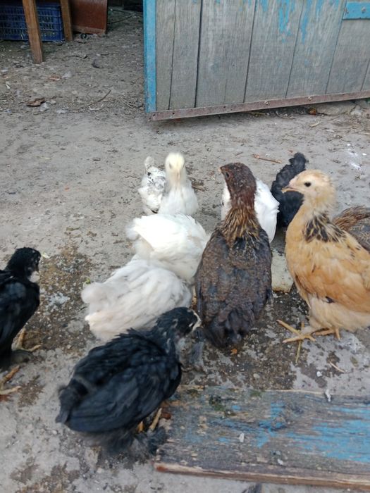 Продам цеплят домашние