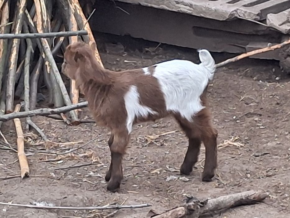 Capră la a 3 fătare