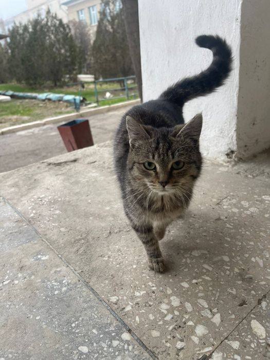 Отдам котят добрым людям