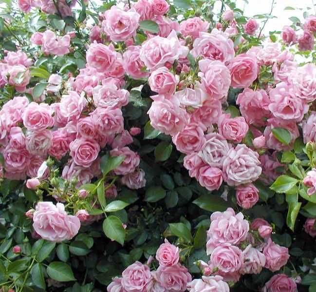 Розы саженцы с питомника