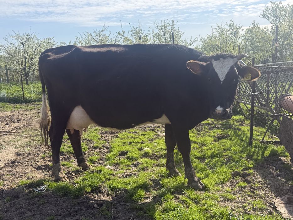 Vaca garantata de lapte 25 l lapte la zi