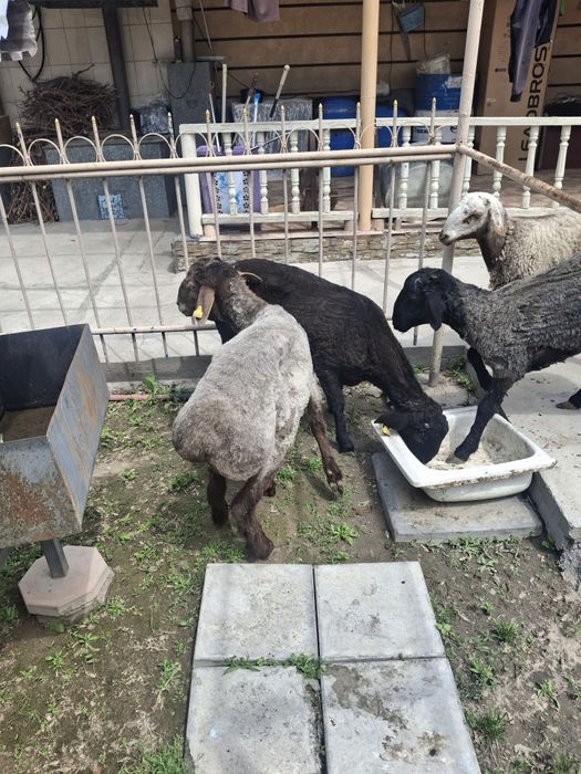 Қошқарлар сатылымда