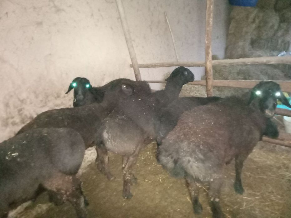 Qoʻchqorlar sotilsdi