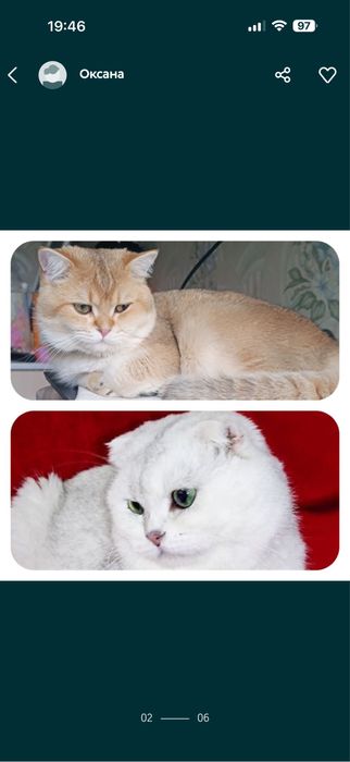 Шикарные коты Шиншиллы на вязку