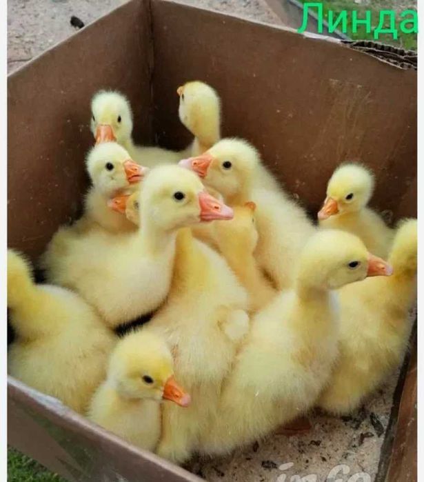 Гусята 2000 порода Линда