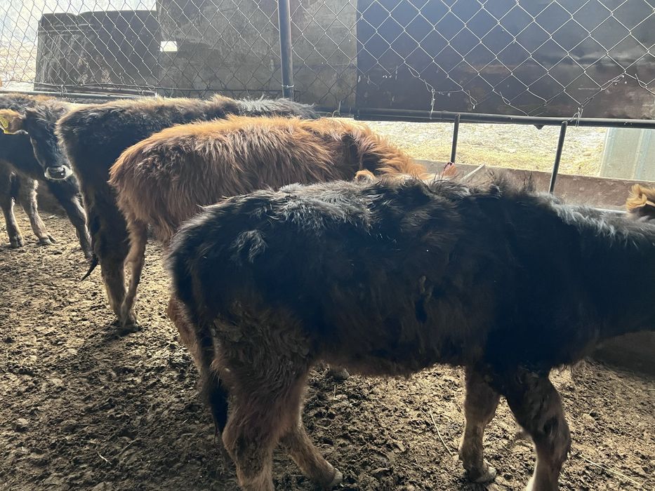 Ұрғашы 4 бас тайынша сатылады