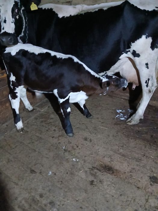 Vaca  cu vitel de  7 săptămâni.