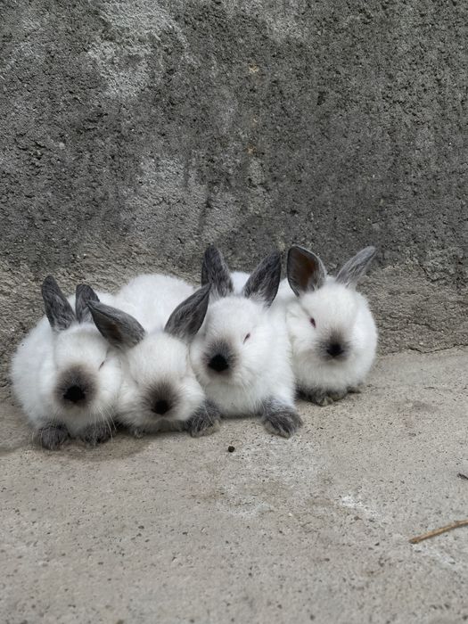 Кролики Калифорнийский