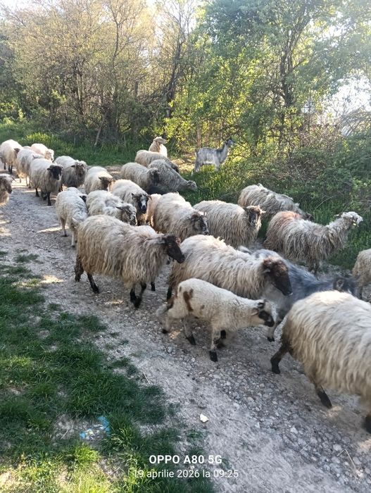Vând oii  turcane