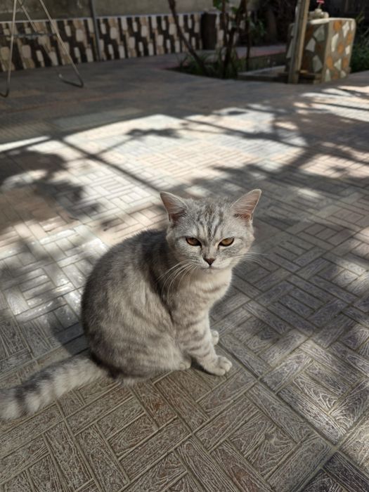 Продаётся кошка Мая