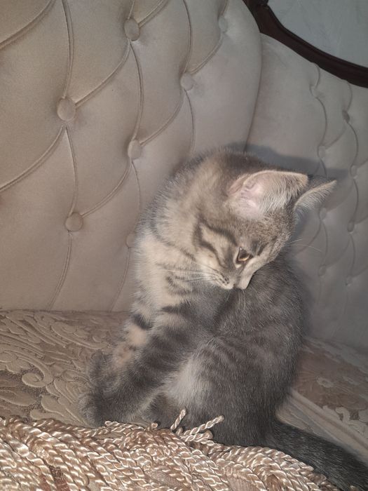 Кошка, девочка, приучена к лотку