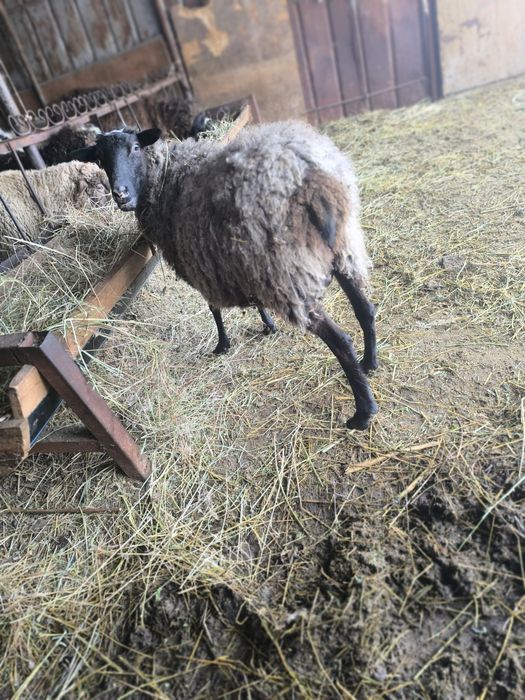 Екі буаз тұсақ сатылады