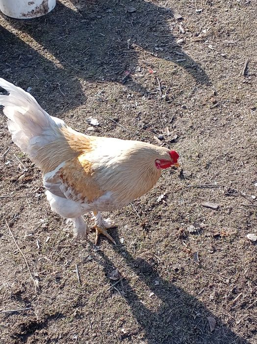 3 кораз сатылады