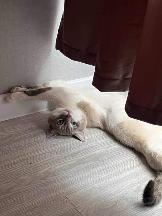 Вязка кота линкс поинт!