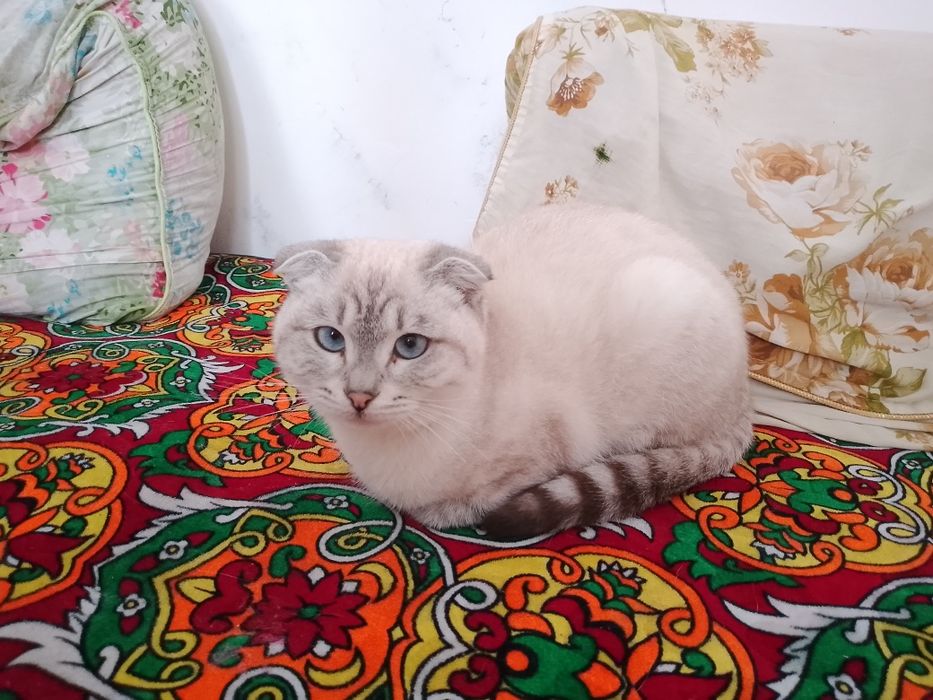 Scotish fold mushuk