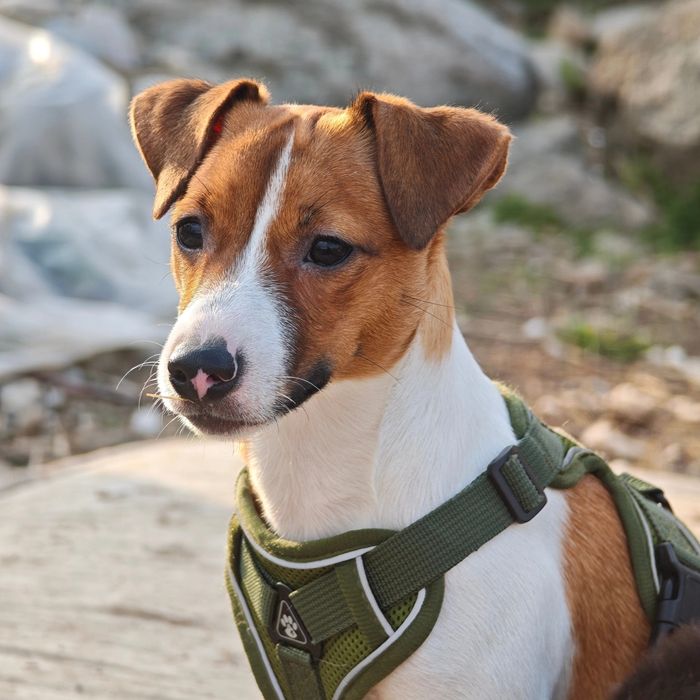 Джек Рассел терьер