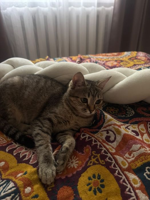 Отдам кошку добрую