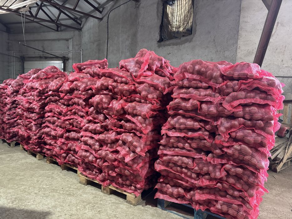 Cartofi Laura si Agria