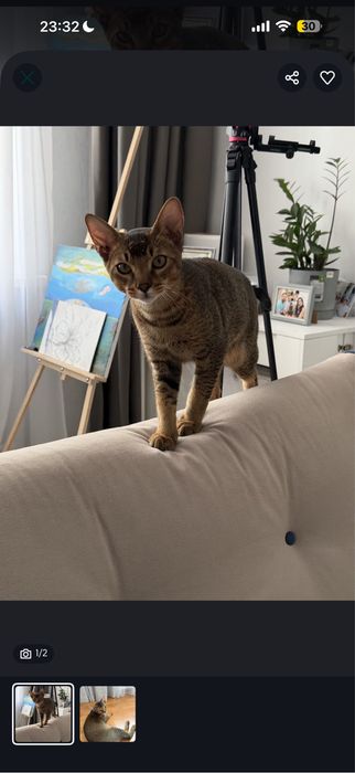 Котенок помесь абиссинца и бенгала