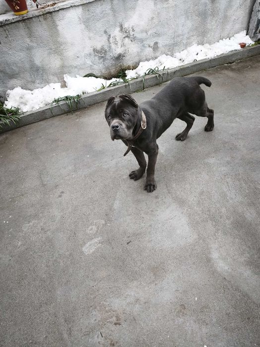 Кане корсо 7месеца