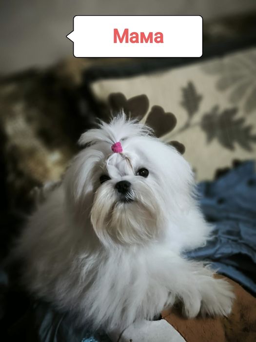 Продам щенков мальтезе