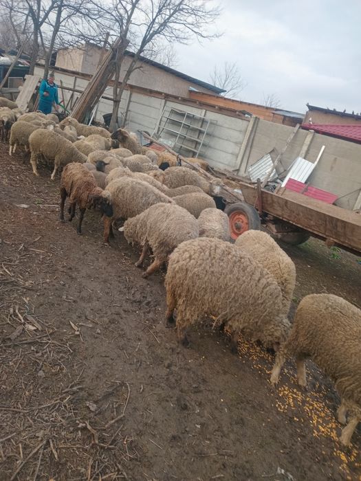 38 de oi bune de ținut cu miei mari