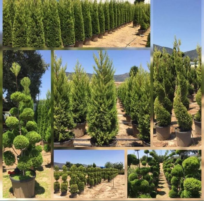 Leylandi tuia,smaralgd,palmier,laur englezesc,maslini,maglonia dif sp