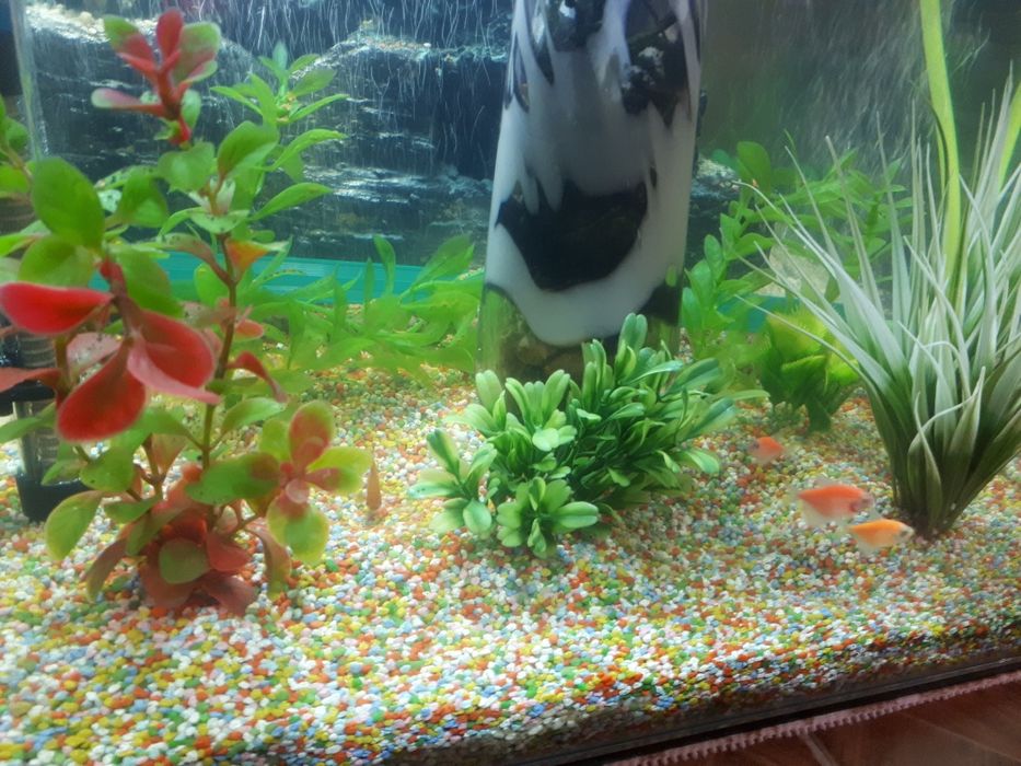 Acvariu cu pești