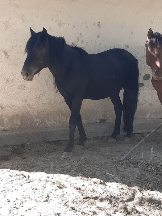 Жылқы сатылады 3 бас