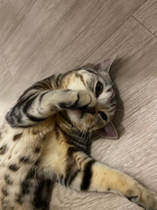 Шотландская кошка