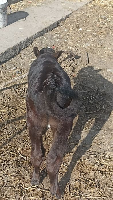 Ona bola sigir sotiladi