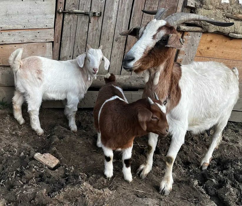 Vand iezi si tapi rasa Boer
