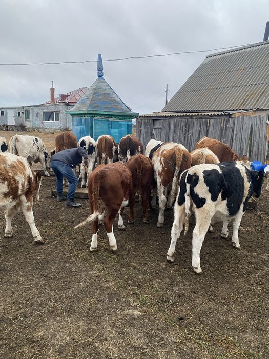 Продам бычков 22 головы