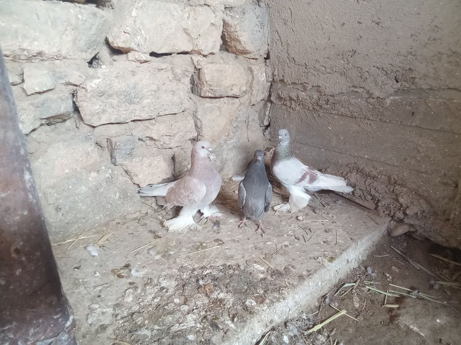 Кептер сатыладыы