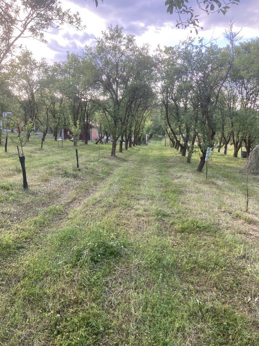 Vand prune Bistrițe si Stanley
