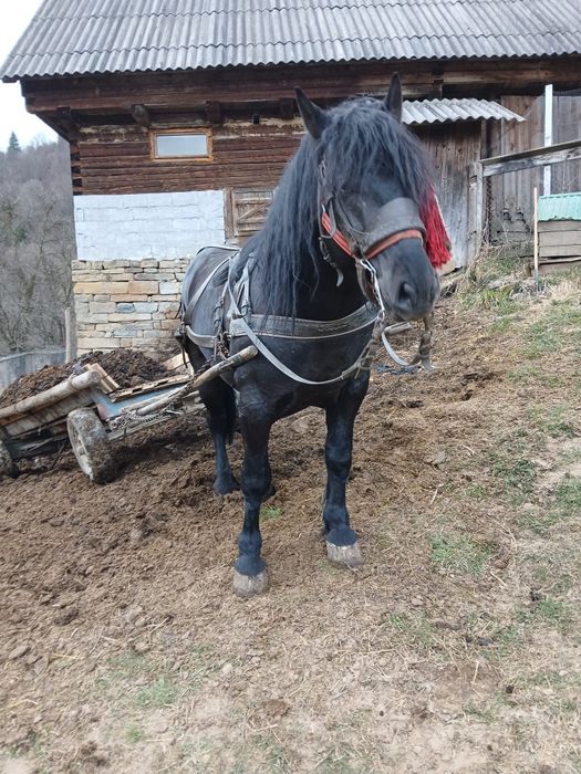 Armăsar învățat de 4 ani