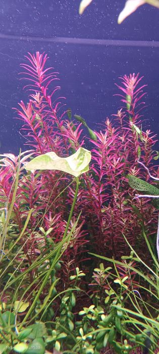 Растения для аквариума