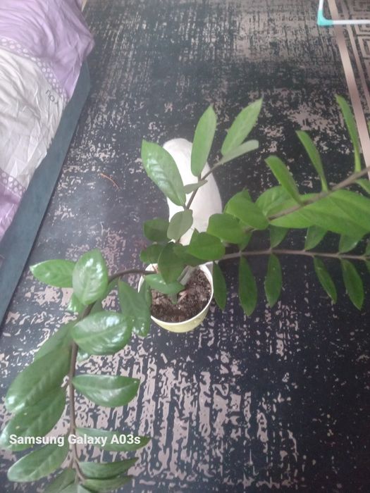 Цветы комнатные драцена и замиакулькас