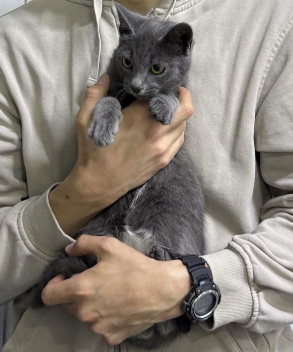 Ищем дом для котика