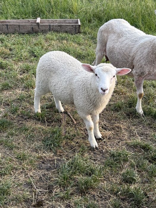 Oi/miei metis texel