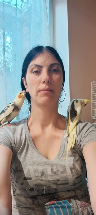Корели ръчно хранени  от малки ги храня ръчно