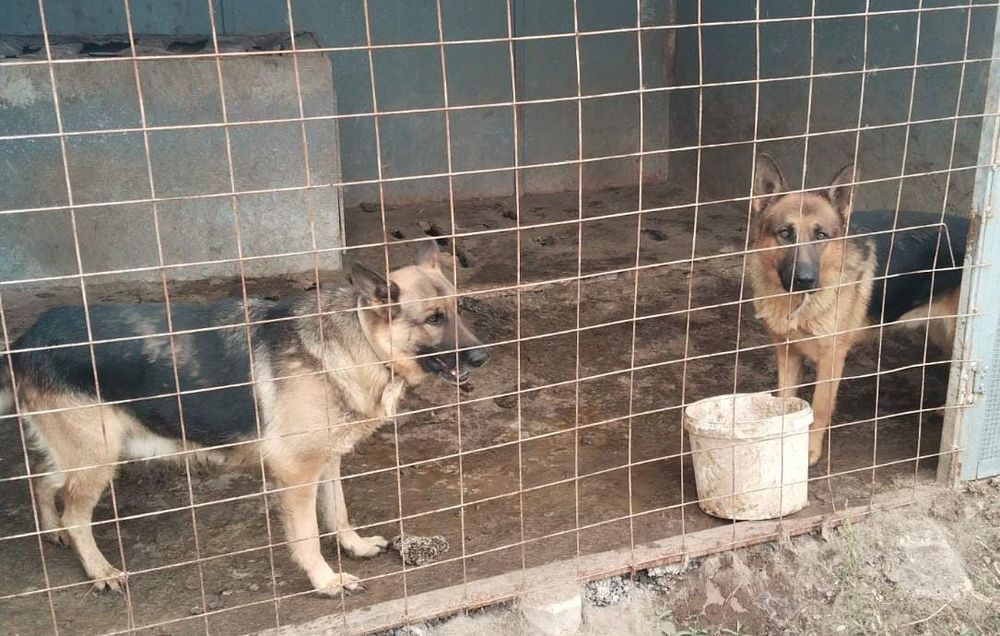 Щенки немецкой овчарки