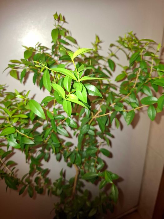 Великолепный Крупнолистный МИРТ - Мир и здоровье в вашем доме!