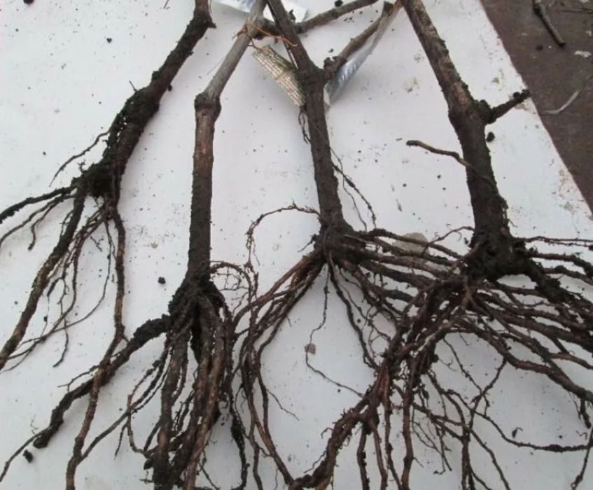 Саженцы винограда «Ризамат»