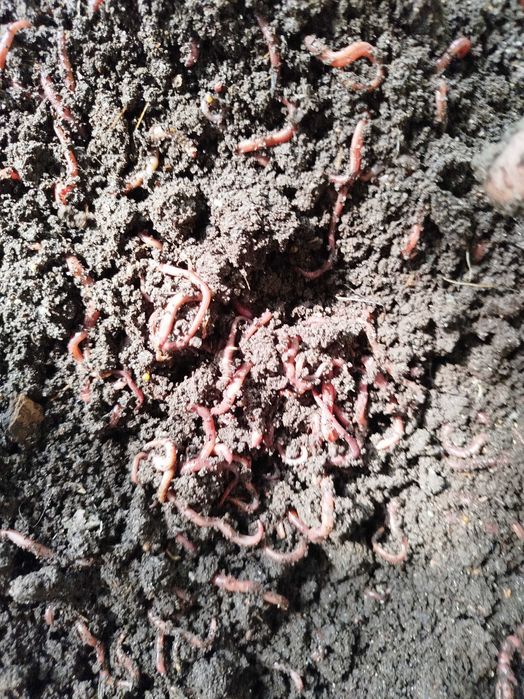 Черви  для рыбалки и для разведения