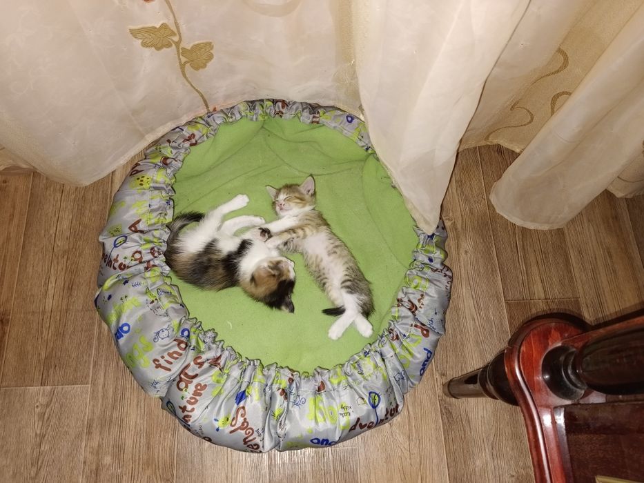 Отдам прекрасных, прелестные котят