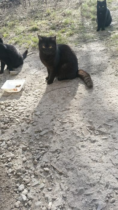 Котик в добрые руки