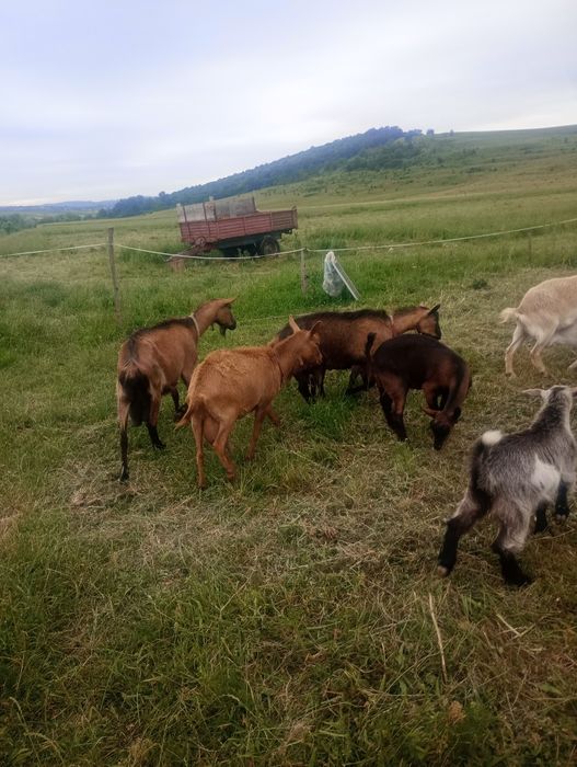 Capre iedite și tapisori