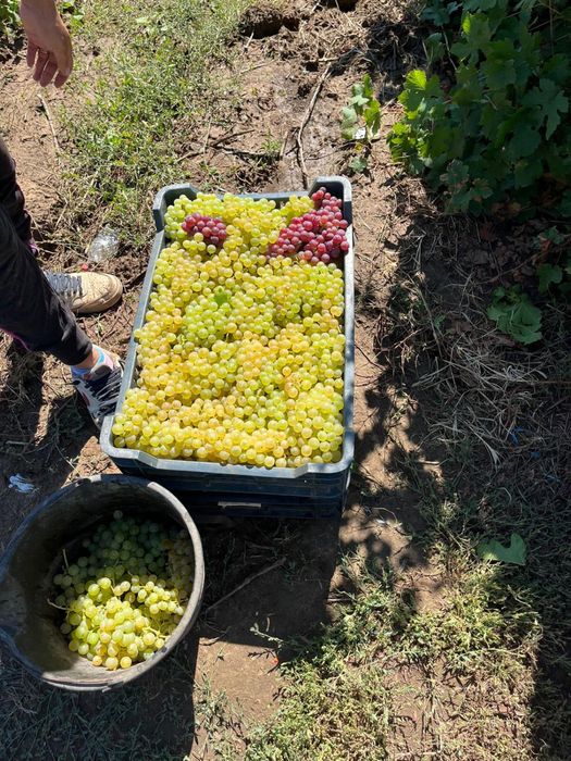 Struguri de masa si struguri de vin